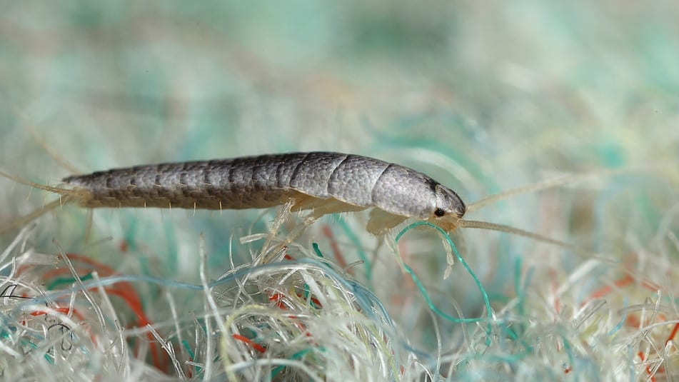 Steam Cleaning to remove insects from your carpets. Myer Carpet Cleaning servicing Melbourne, Sydney, Brisbane, Perth Australia