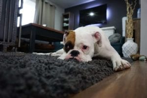 Flea and moth carpet treatment Australia wide
