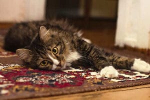 Professional rug steam cleaning in Sydney with Myer Carpet Cleaning