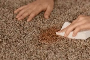 Carpet cleaning and steam cleaning services in Hawthorn with Myer Carpet Cleaning