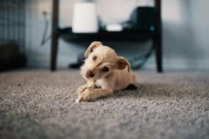 Professional steam carpet cleaning in North Sydney with Myer Carpet Cleaning