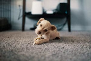 Steam carpet cleaning in Perth WA with Myer Carpet Cleaning