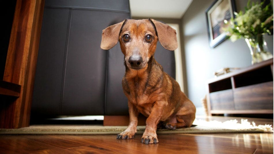 How To Keep Carpet Clean With Dogs