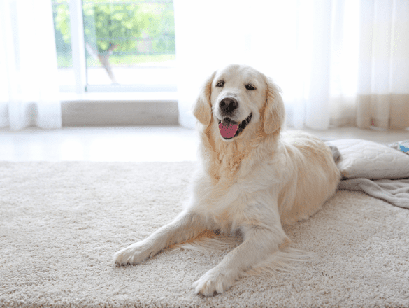 Puppy chewing hot sale carpet