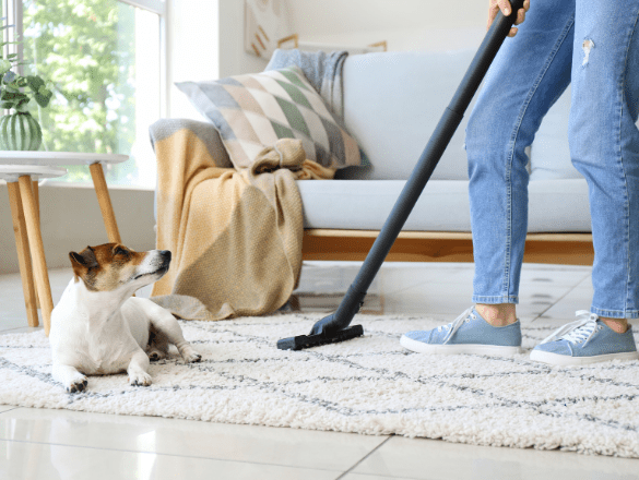 How To Keep Carpet Clean With Dogs - Myer Carpet Cleaning