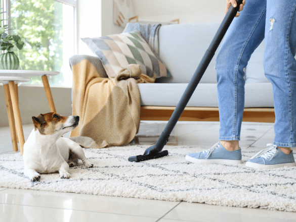 Vacuuming best sale dog hair