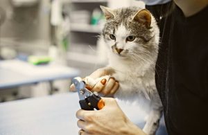 Clipping cat's nails to lessen damage to upholstery