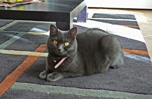 How to Keep Carpets Clean with Cats