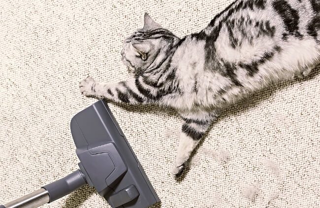 Vacuum Regularly to Keep Carpets Clean with Cats