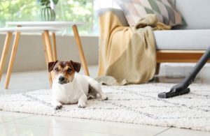 A pet owner using a vacuum cleaner to remove pet hair from their carpet
