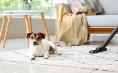 Best Way to Remove Dog and Cat Hair from Carpets and Sofas
