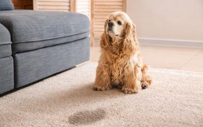 How to Remove Dog Urine from Carpet