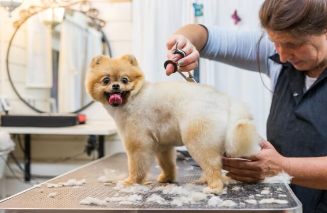 Grooming a pet regularly to help prevent pet hair from accumulating