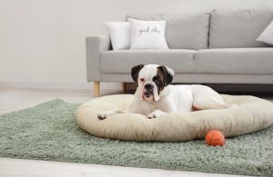 How to Remove Pet Hair from Carpet