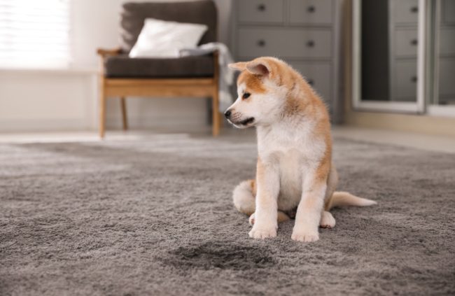 How to get dog urine out of carpet