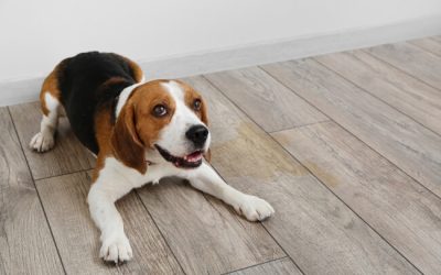 How to Remove Dog Urine Smell in Your Home