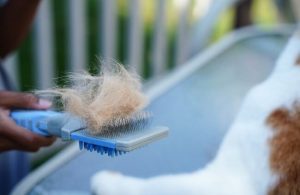 What to Use to Remove Pet Hair from Carpets