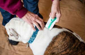 Applying flea treatment on a dog