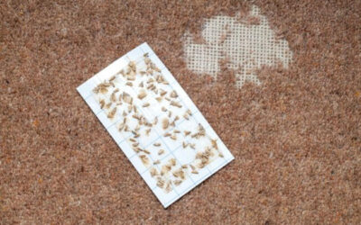 Carpet Moths: Identify, Prevent, and Remove in Your Home