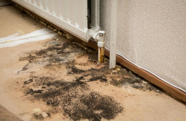 How to Remove Mould from Carpet