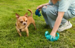 Prevent future accidents with your dog
