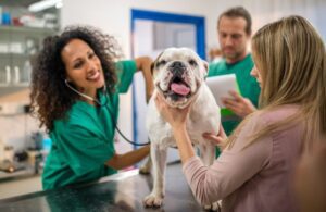 Regular visits to the veterinarian helps prevent future flea infestations