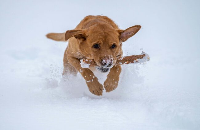 Dog with wet, muddy paws indoors causing moisture buildup on carpet, illustrating the challenges of wet dog smell, mould growth, and water stains during winter.
